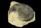 Bathonian Ammonite (Procerites) Fossil - France #152763-1